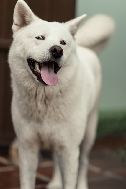 bílá akita